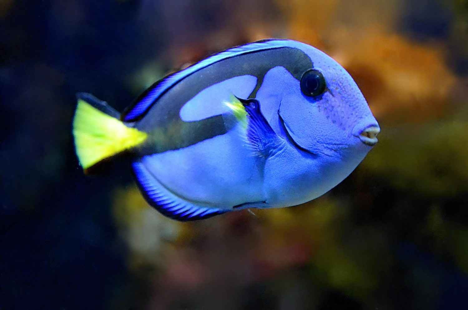 fish-quizzes