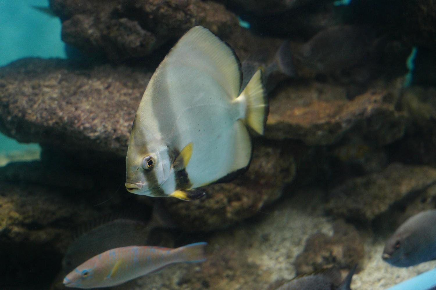 fish-quizzes